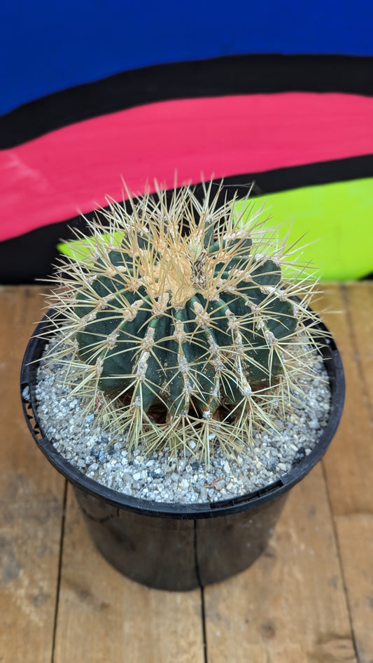 Ferocactus alamonsanus (181)