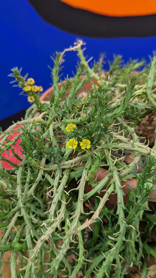 Euphorbia flanaganii (187)