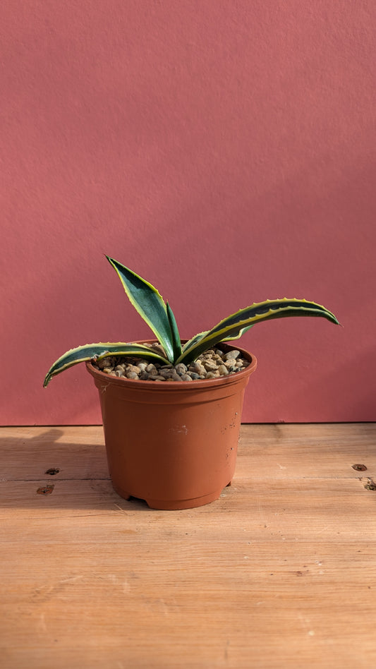 Agave americana pup