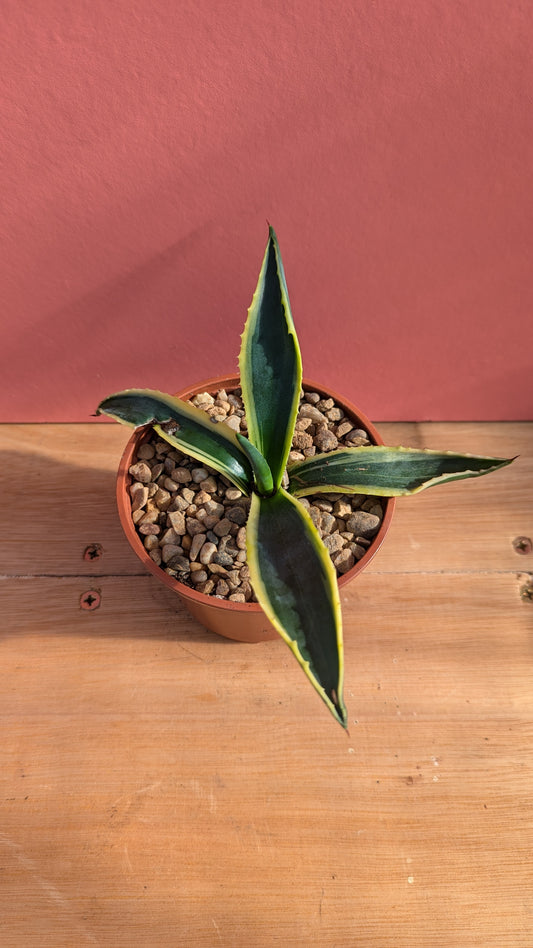 Agave americana pup