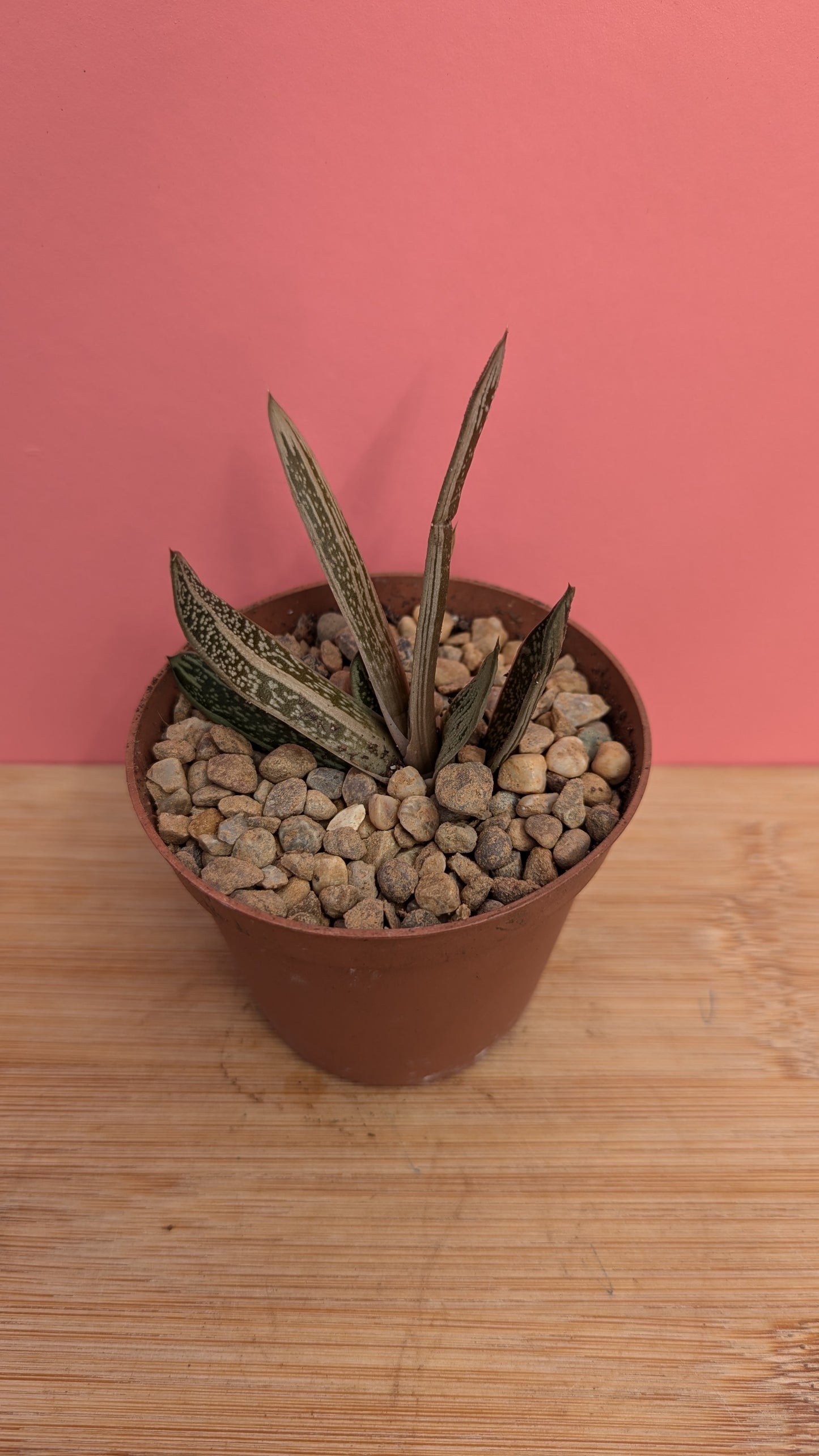 Gasteria 'Silver Toad'