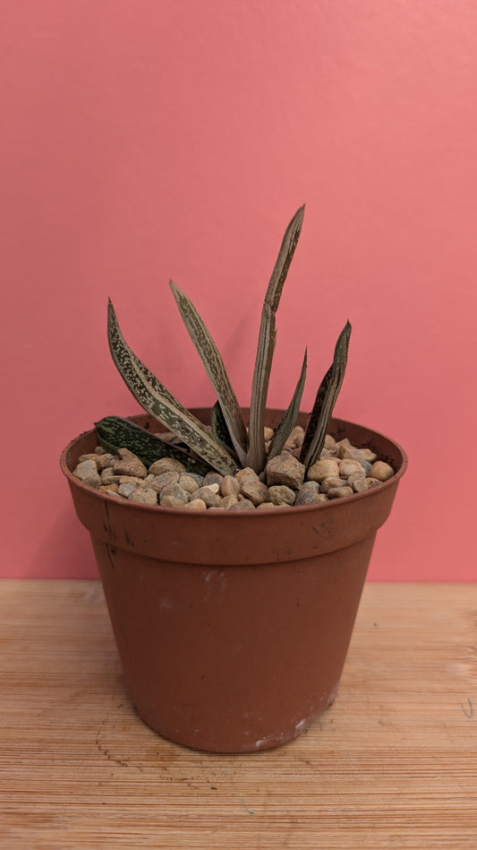 Gasteria 'Silver Toad'