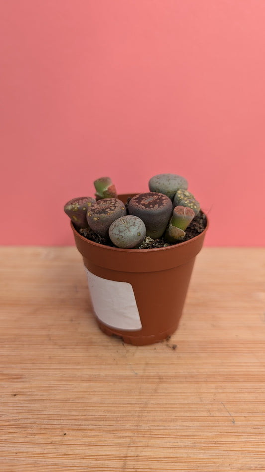 Lithops mix 'Living Stones'