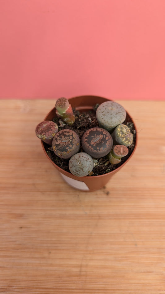 Lithops mix 'Living Stones'