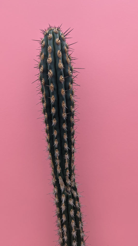 Weberbauerocereus horridus