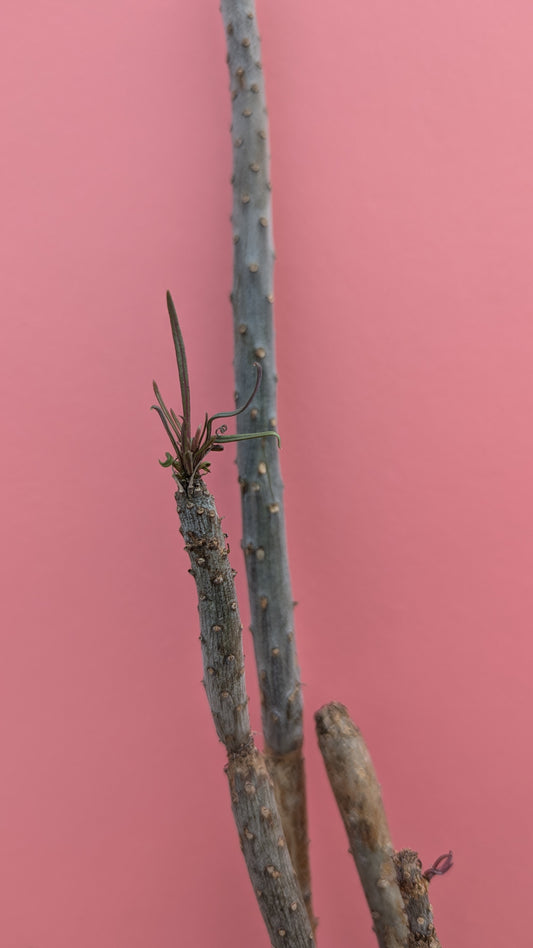 Senecio species - possibly kleinia? Multistem