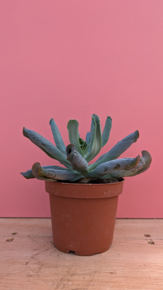 Echeveria culebra