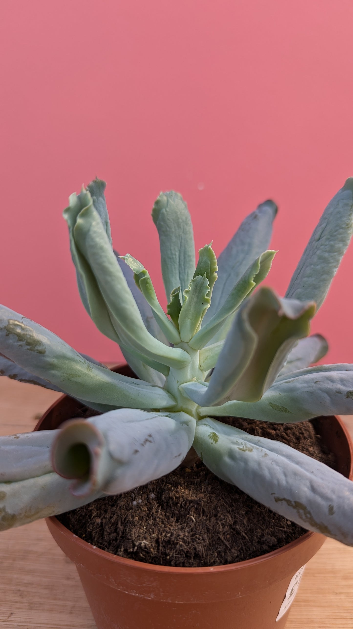 Echeveria culebra