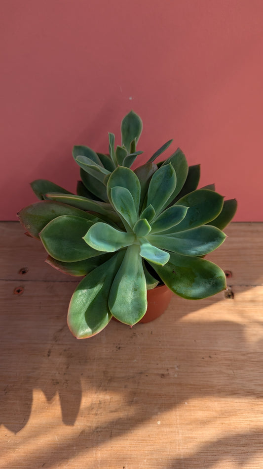 Echeveria shaviana