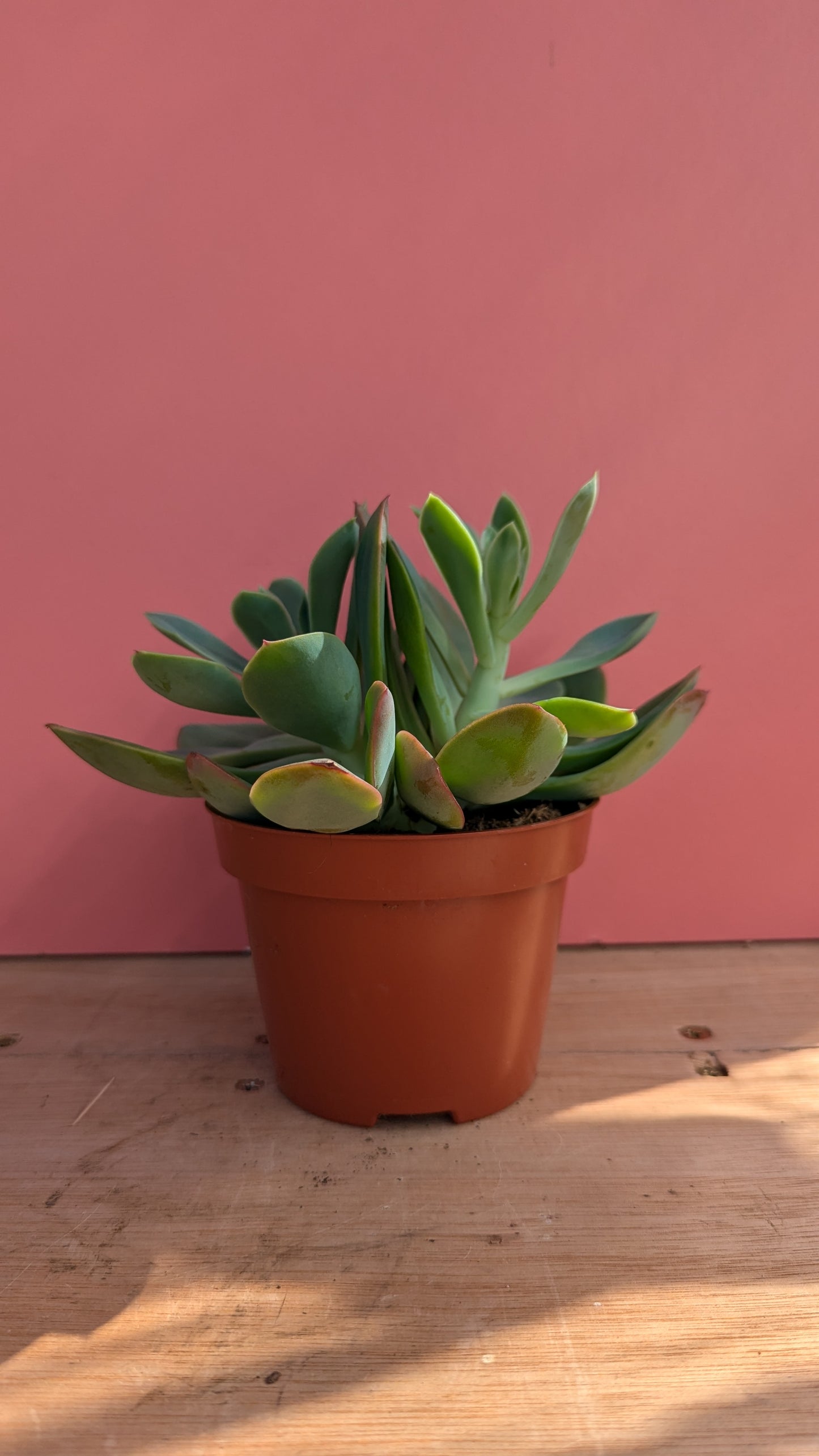 Echeveria shaviana