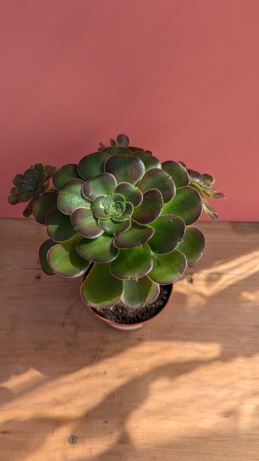 Aeonium 'Blushing Beauty'