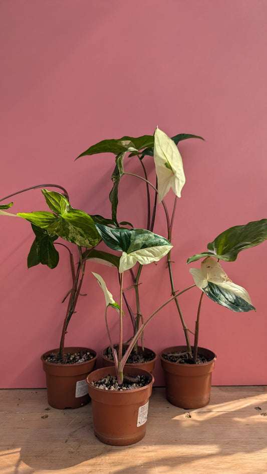 Syngonium variegata