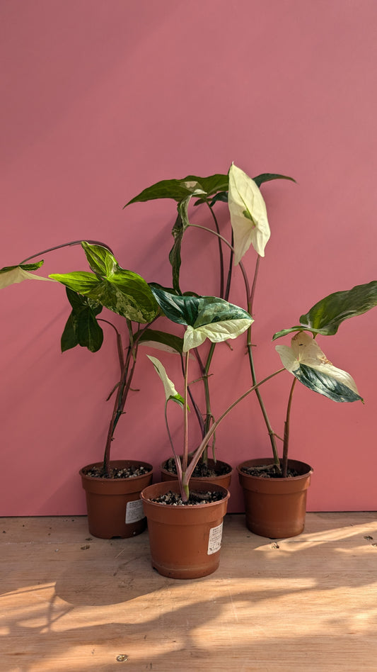 Syngonium variegata