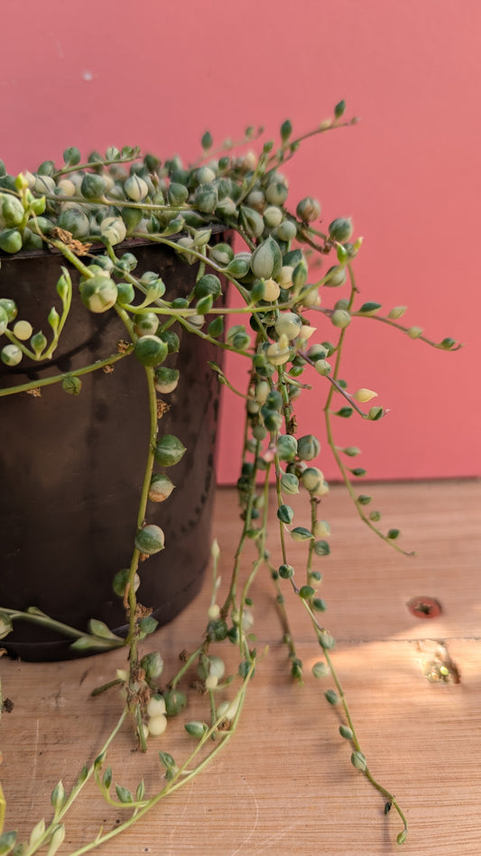 Variegated Senecio rowleyanus 'String of Pearls'