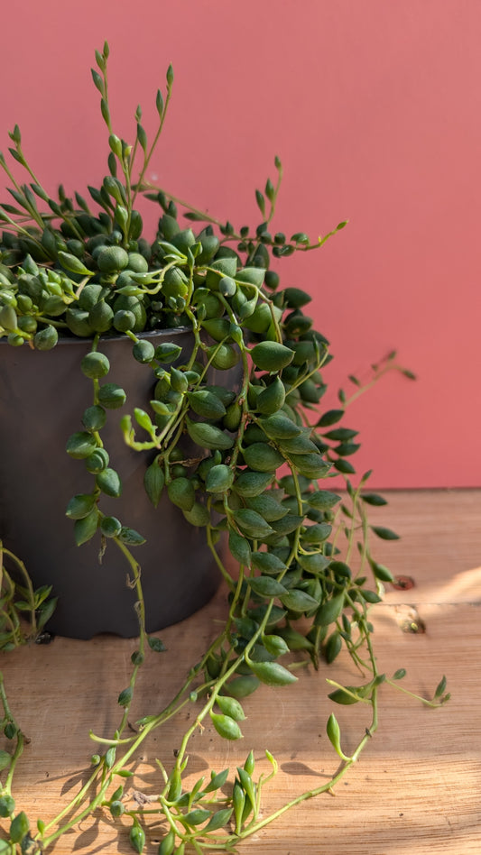 Senecio rowleyanus 'String of Pearls'