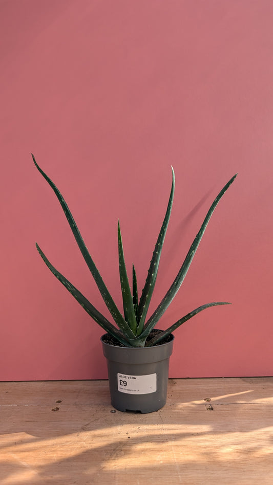 Aloe vera