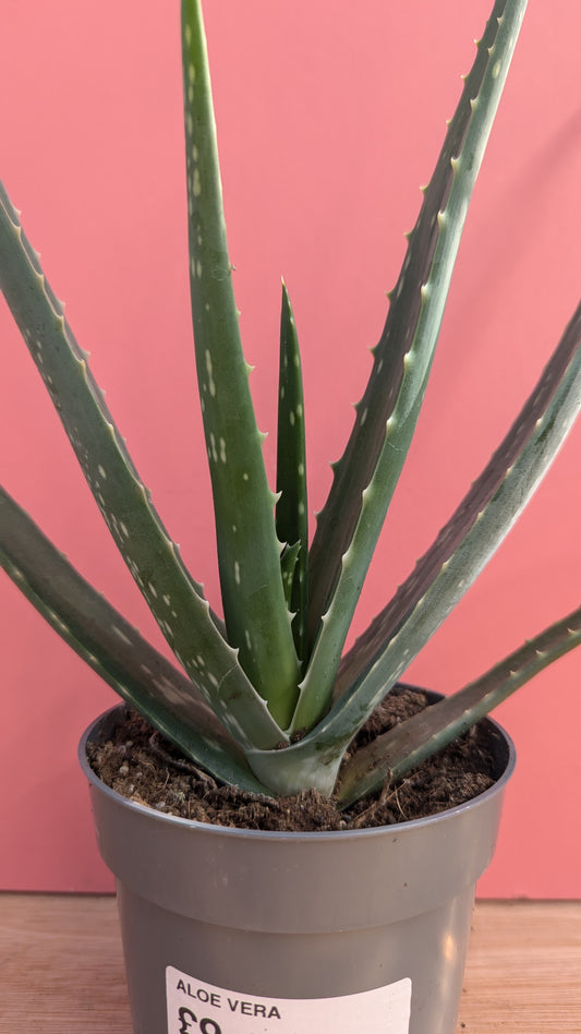 Aloe vera