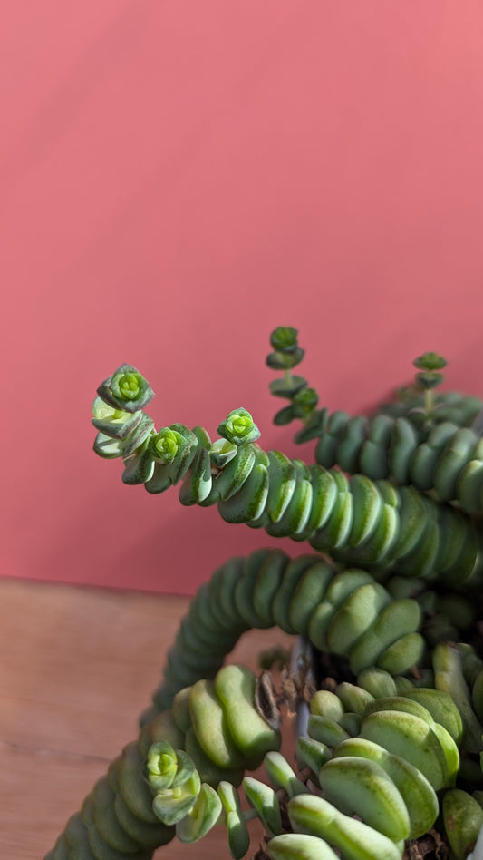 Crassula marneriana hangpot