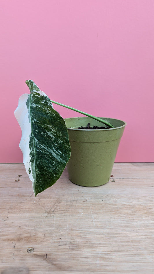 Monstera albo rooted cutting A