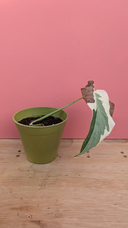 Monstera albo rooted cutting B