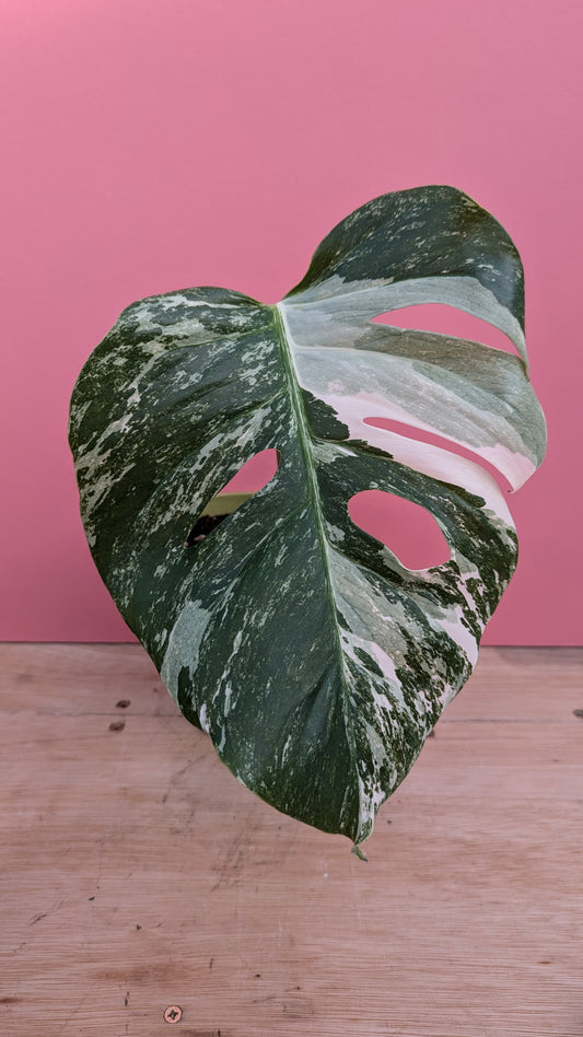 Monstera albo rooted cutting C