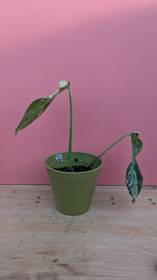 Monstera albo rooted cutting D