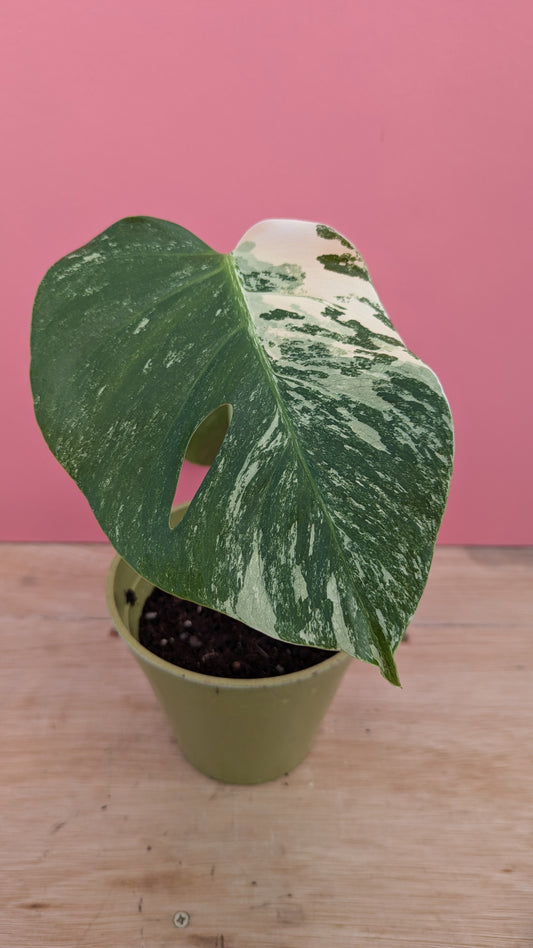 Monstera albo rooted cutting D