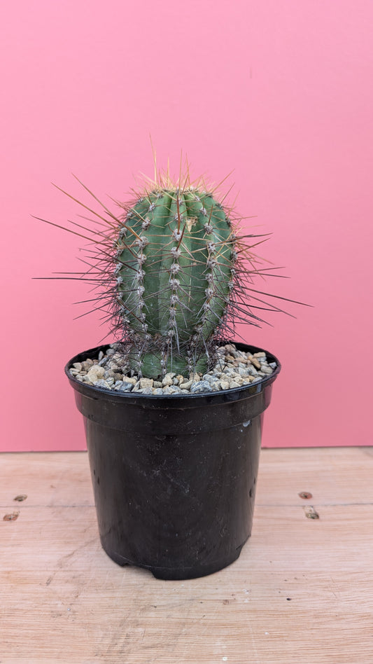 Echinocereus species