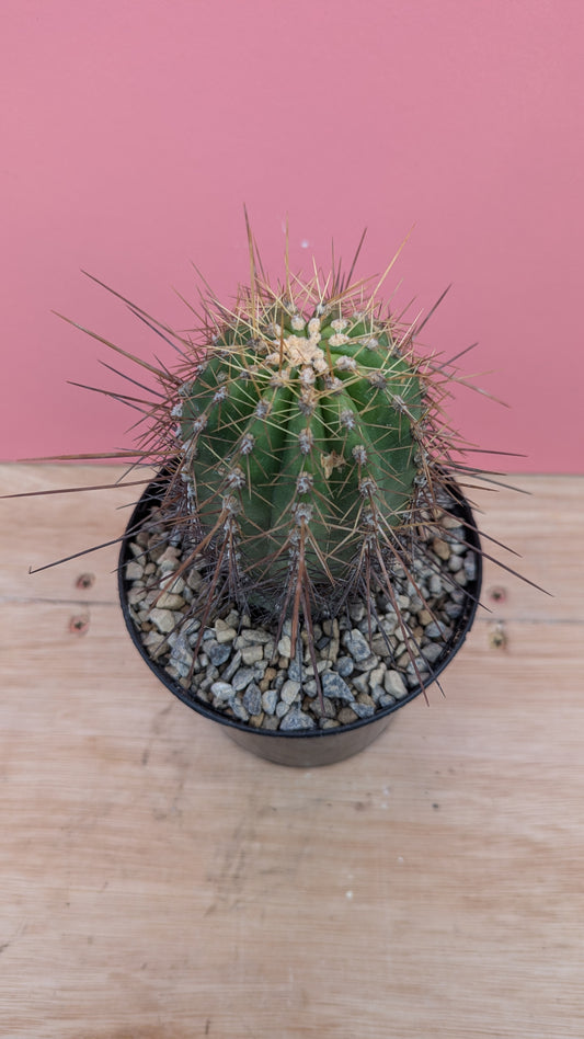 Echinocereus species