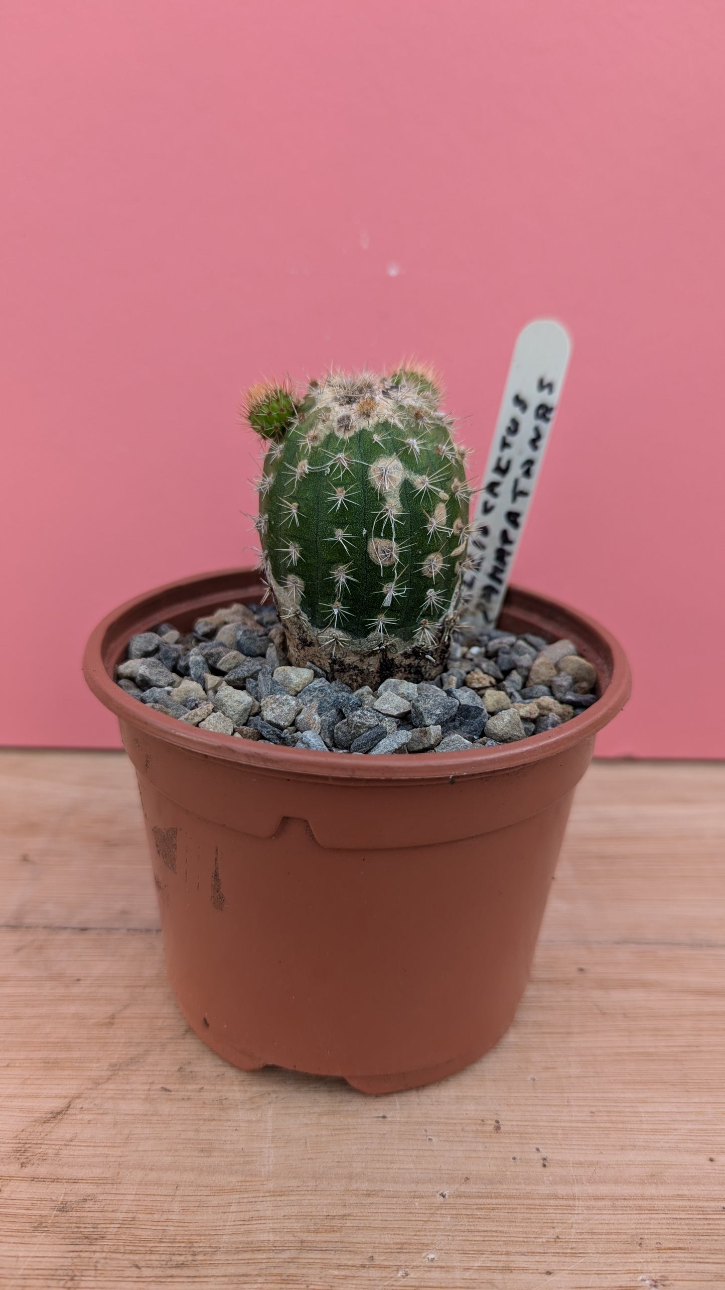 Cleistocactus samaipatanus