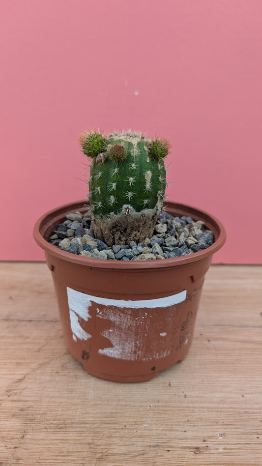 Cleistocactus samaipatanus