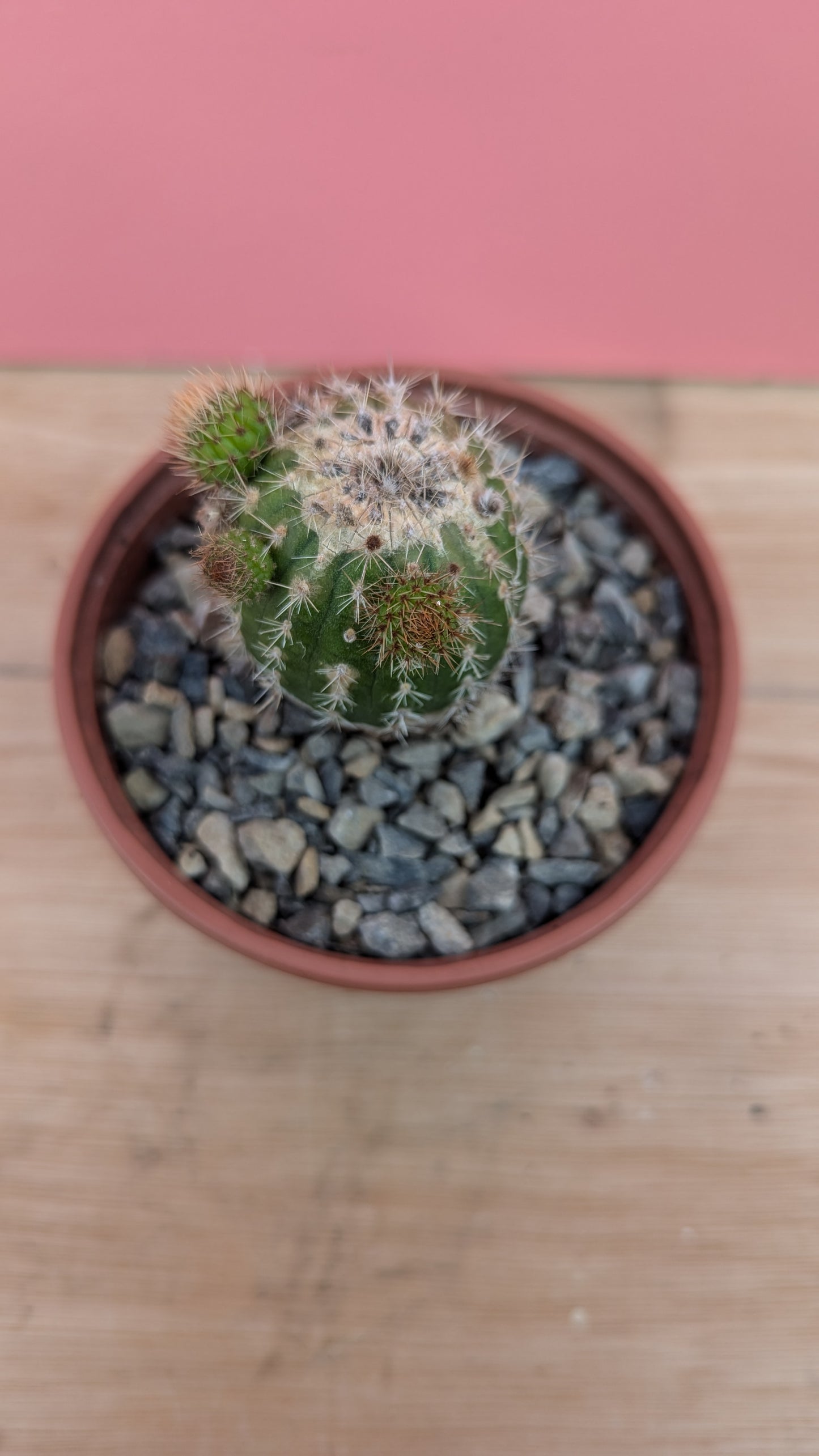 Cleistocactus samaipatanus