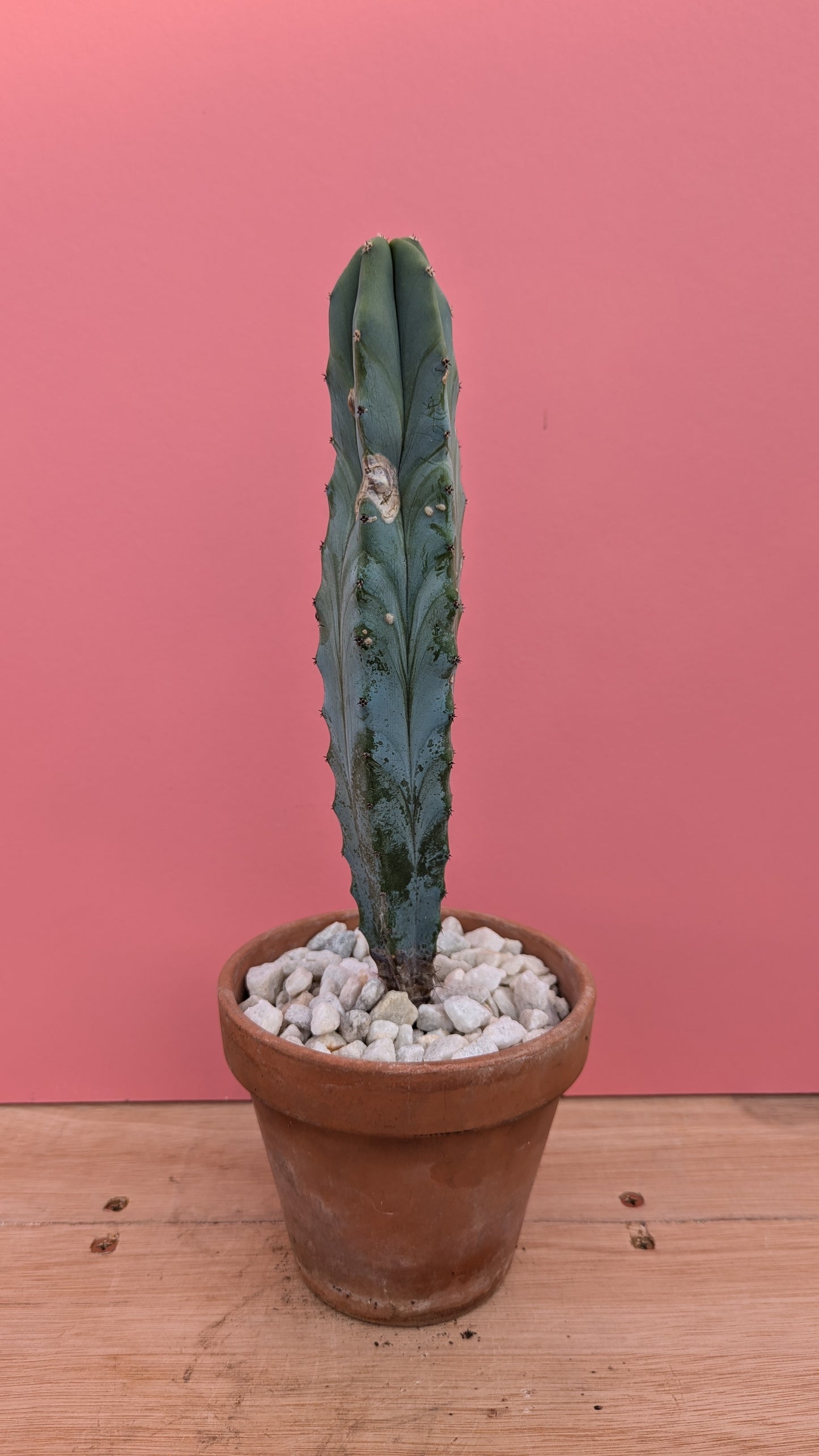 Pilosocereus azureus 'Blue Torch Cactus'