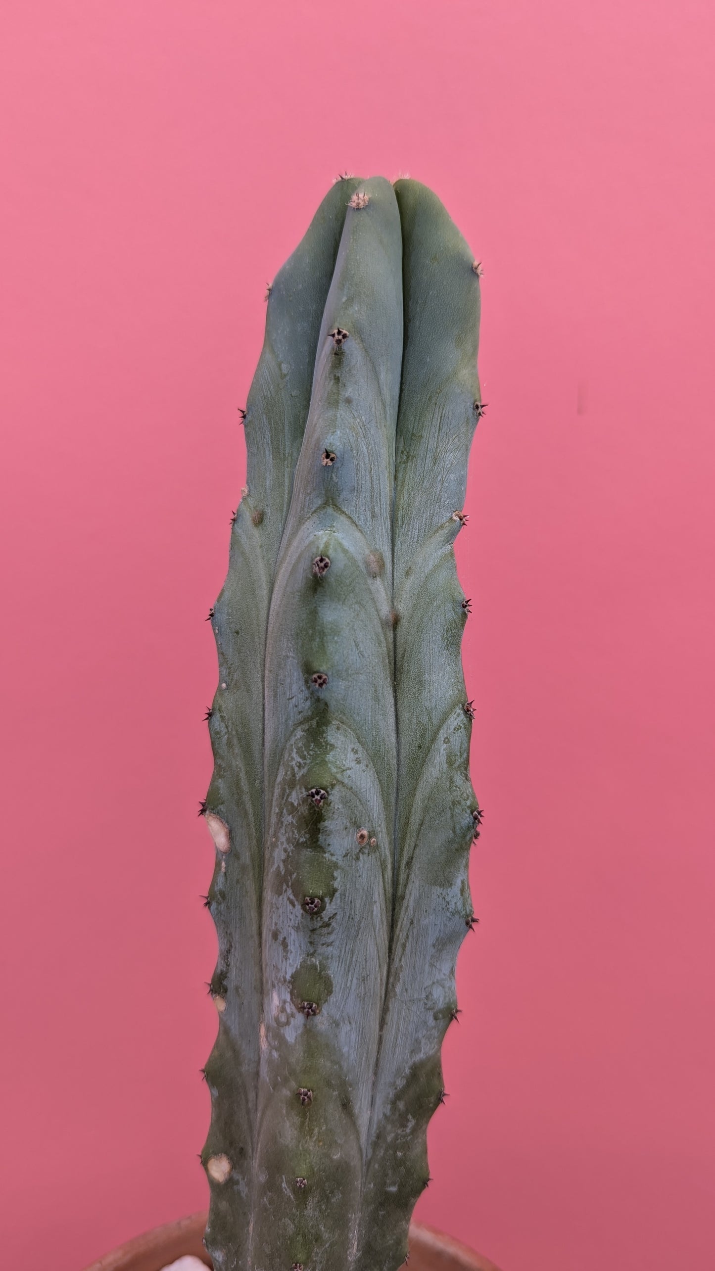 Pilosocereus azureus 'Blue Torch Cactus'