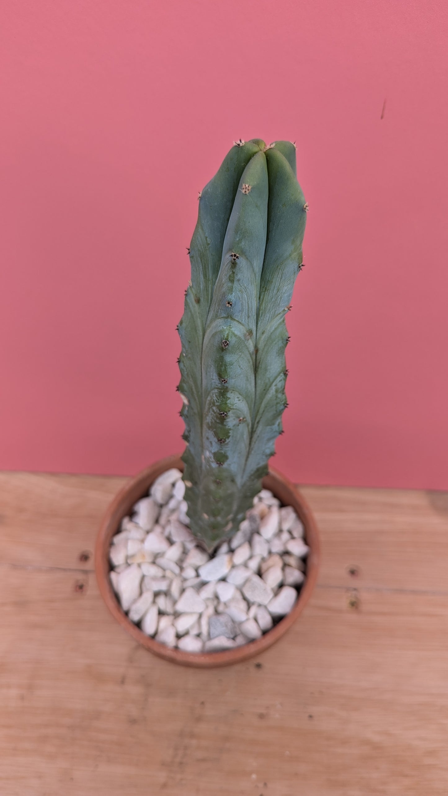 Pilosocereus azureus 'Blue Torch Cactus'