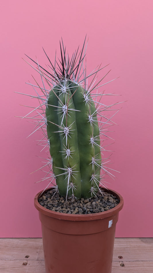 Stetsonia 'Toothpick Cactus'