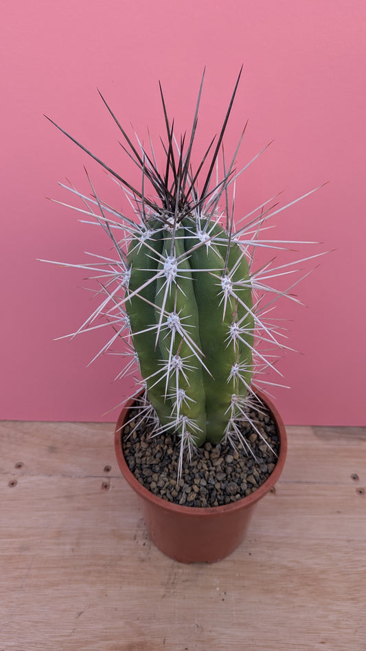 Stetsonia 'Toothpick Cactus'