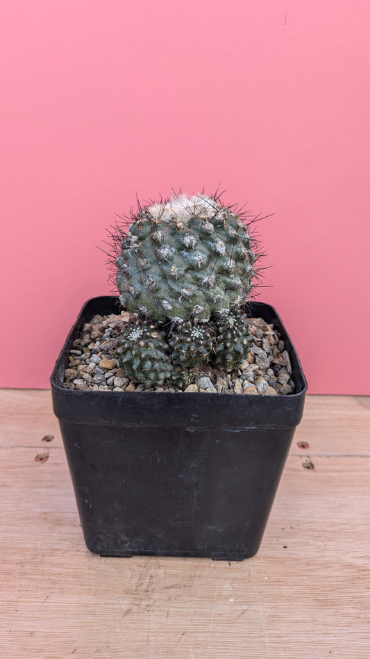 Copiapoa hypogaea