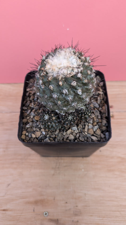 Copiapoa hypogaea