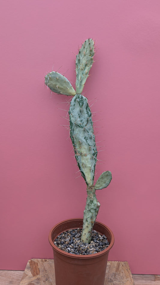 Variegated Opuntia monacantha