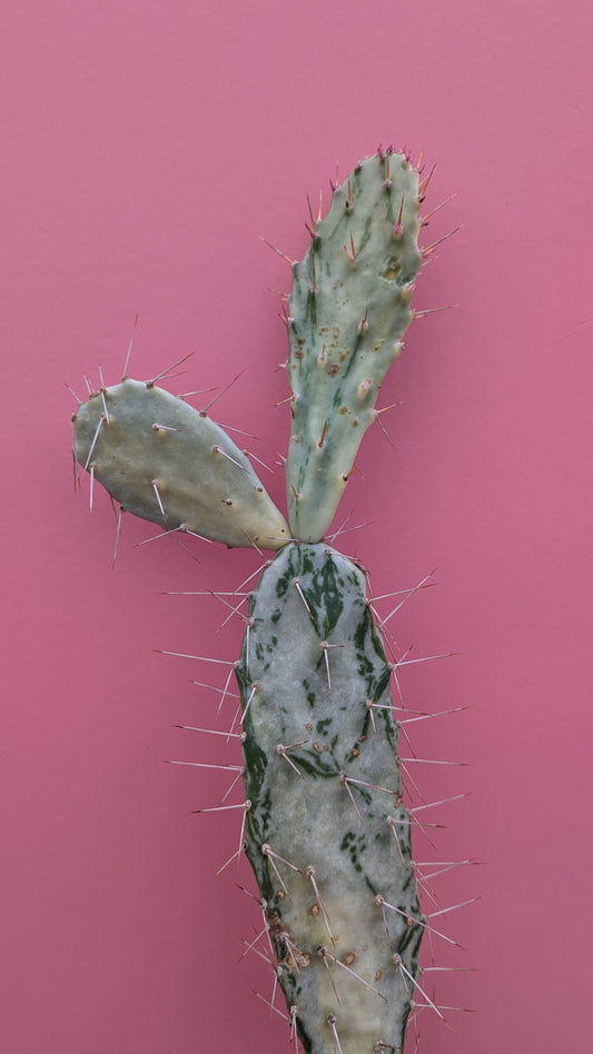 Variegated Opuntia monacantha