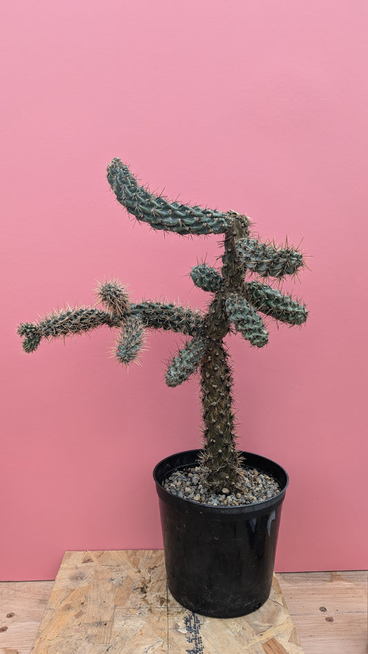 Cylindropuntia spinosior