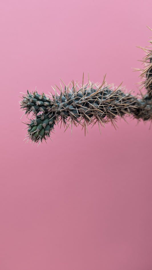 Cylindropuntia spinosior