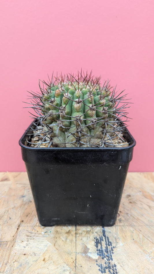 Gymnocalycium bossingiaum x longispina