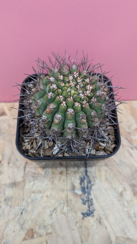 Gymnocalycium bossingiaum x longispina