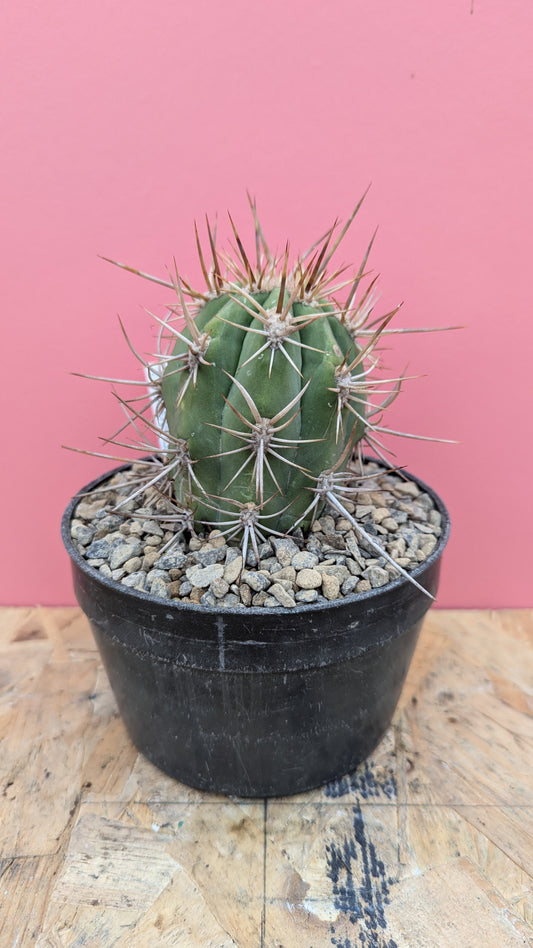 Echinopsis chiloensis