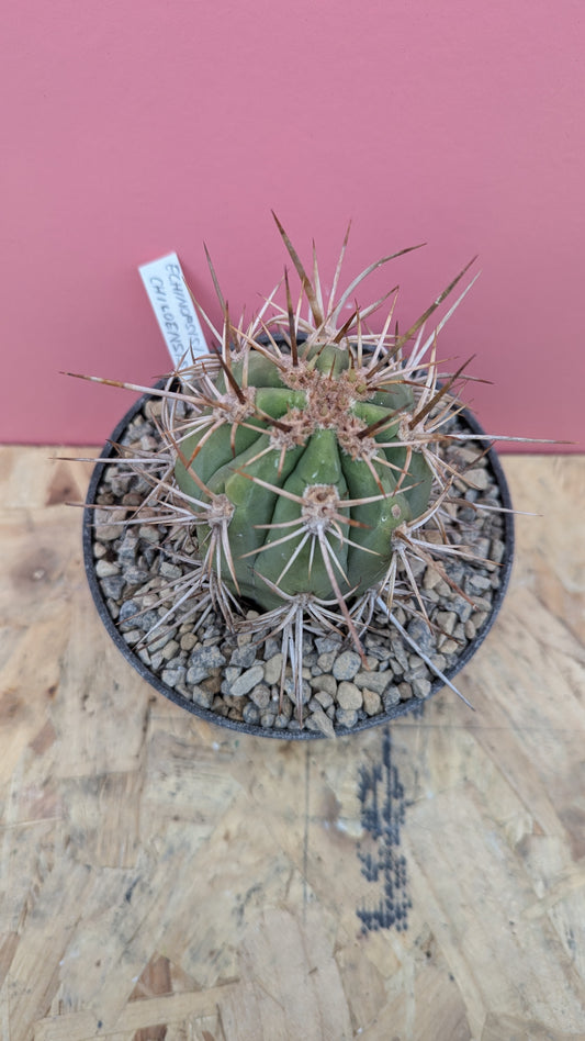 Echinopsis chiloensis