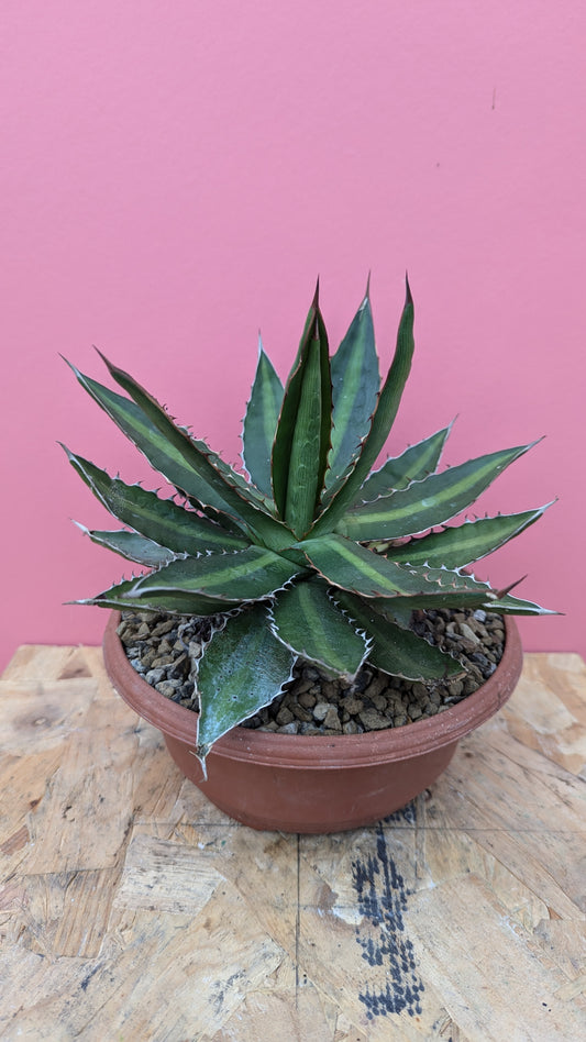 Agave lophantha 'Splendida'