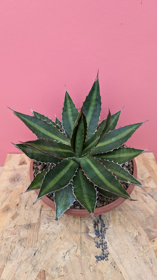 Agave lophantha 'Splendida'