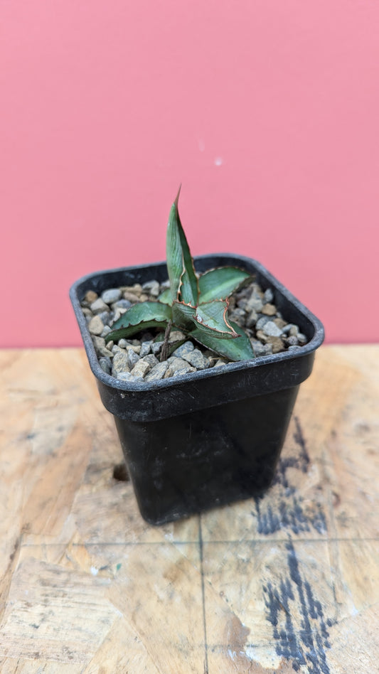 Agave lophantha 'Splendida' pup